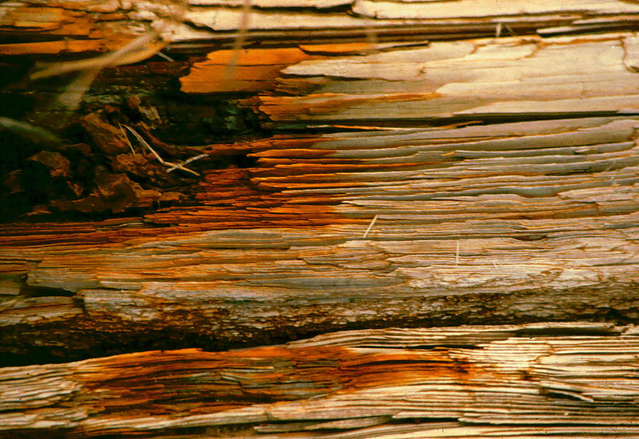 Abstract Photograph - Wooden Abstract by Michael Durst