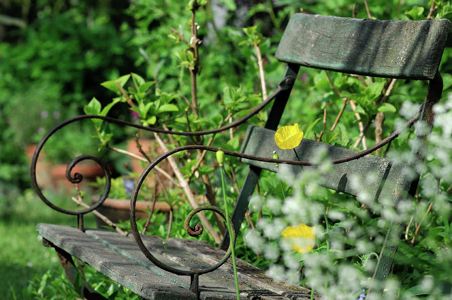 Flower Photograph - Wooden Bench by Willo Breisacher