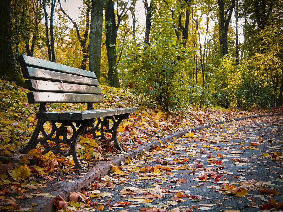 Wooden bench in a park Photograph by Vlad Baciu