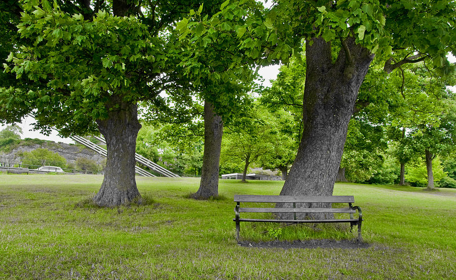 Wooden Bench Under A Tree Photograph by Vlad Baciu