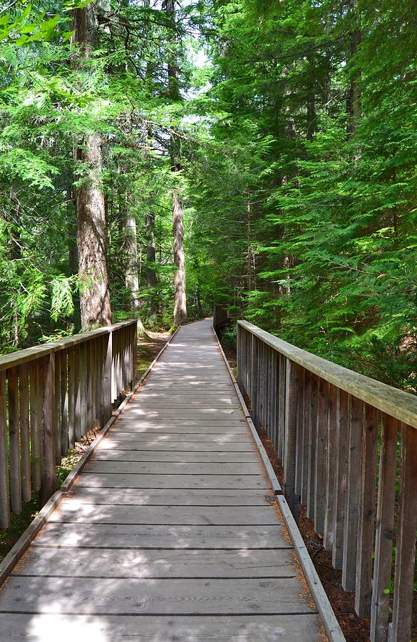 Wooden Boardwalk Trail In The Forest Photograph by Cherie Cokeley