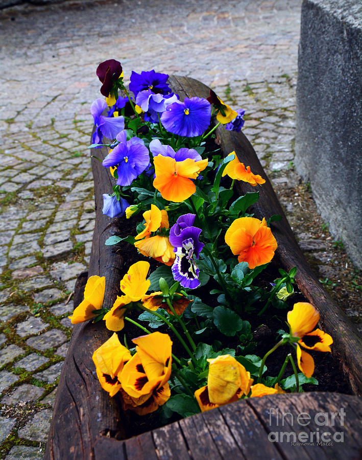 Wooden boat of pansies Photograph by Ramona Matei