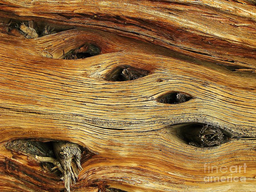 Wooden Eyes Photograph by Michele Penner