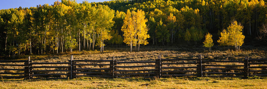 Wooden Fence And Aspen Trees Photograph by Panoramic Images