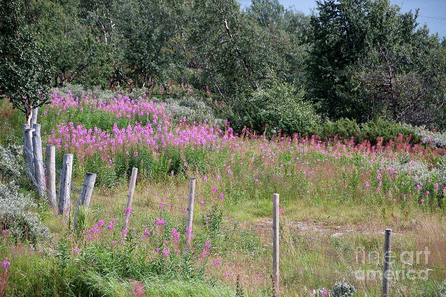 Wooden fence and pink fireweed in Norway Photograph by Amanda Mohler