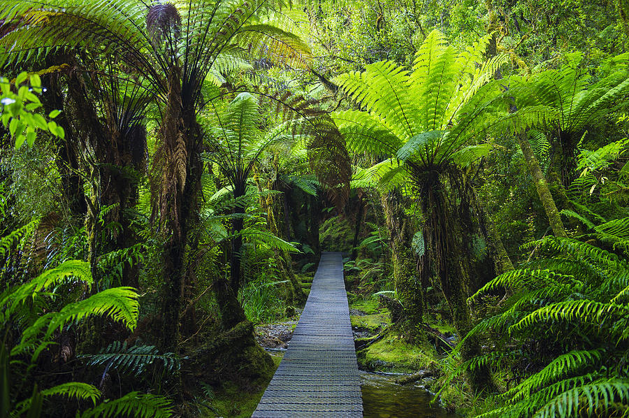 Wooden footpath in dense jungle Photograph by Jacobs Stock Photography Ltd