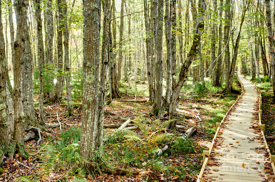 Wooden footpath through the woods Photograph by Oscar Gutierrez