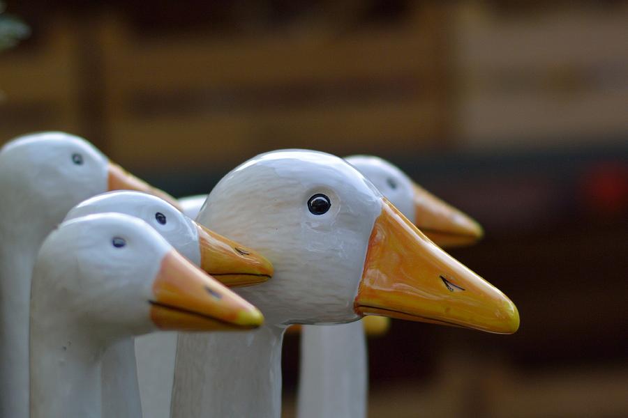 Munich Movie Photograph - Wooden Geese by Bunny My Yummy