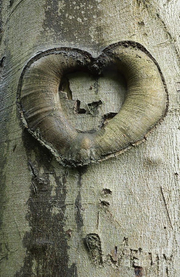 Wooden Heart Photograph by David Birchall