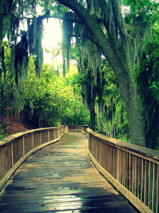 Wooden Path Photograph by Areti toula Clark - Fine Art America