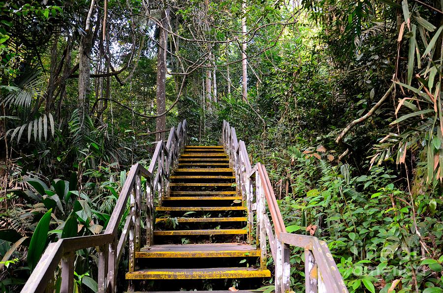 Wooden staircase leads into dense forest MacRitchie Reservoir Singapore Photograph by Imran Ahmed