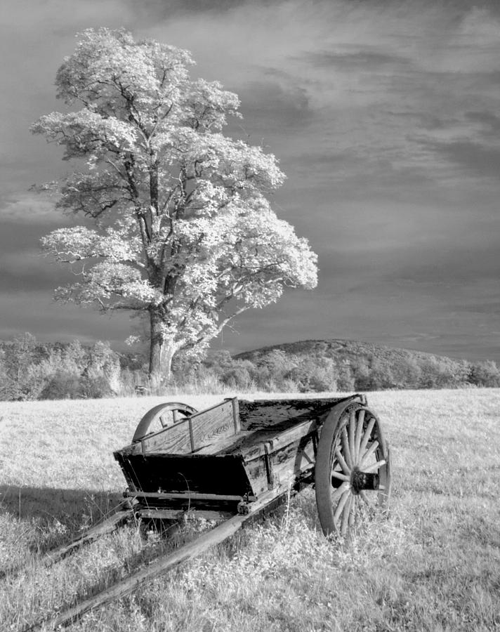Wooden Wagon and tree in WV Photograph by Jack Nevitt