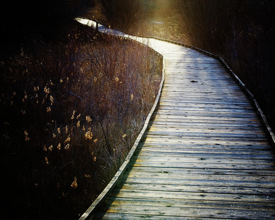 Nature Photograph - Wooden Walkway Through A Marshland by Ron Koeberer