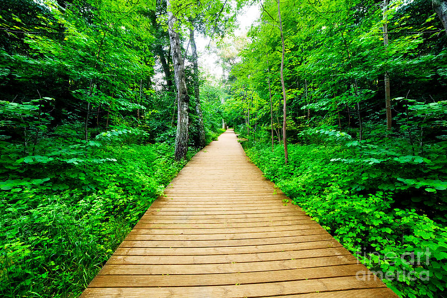 Fall Photograph - Wooden way in green forest lush bush by Michal Bednarek