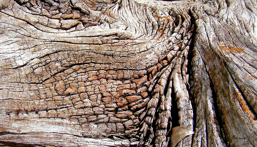 Woodgrain on Old Log Photograph by Duane McCullough