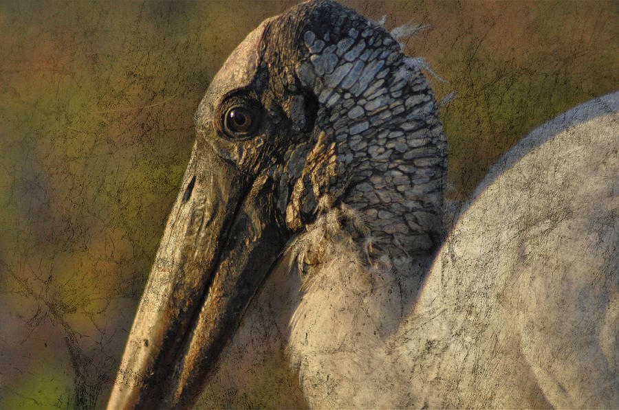 Wood Stork Photograph - Woodie by Eagle Finegan Finegan