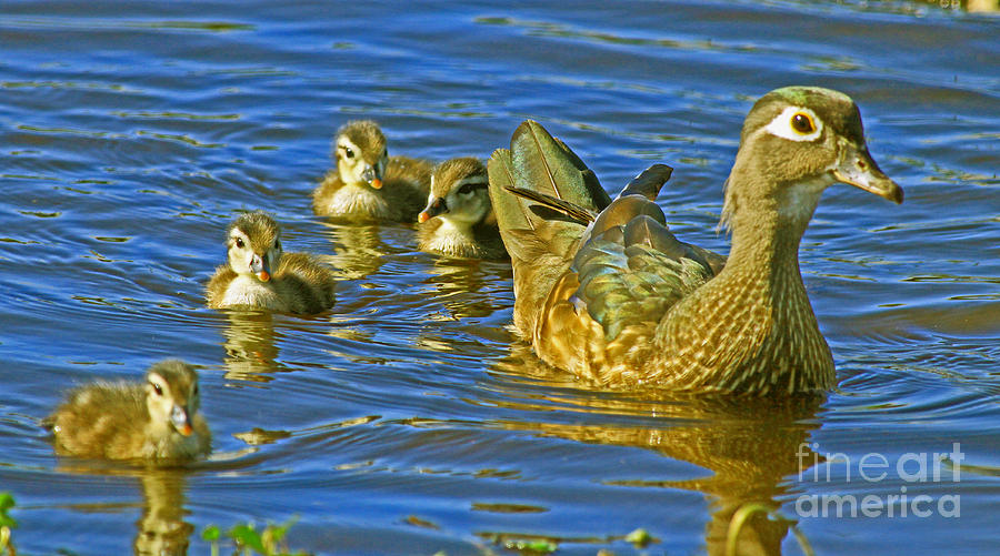 Woodie Mom and ducklings Photograph by Larry Nieland