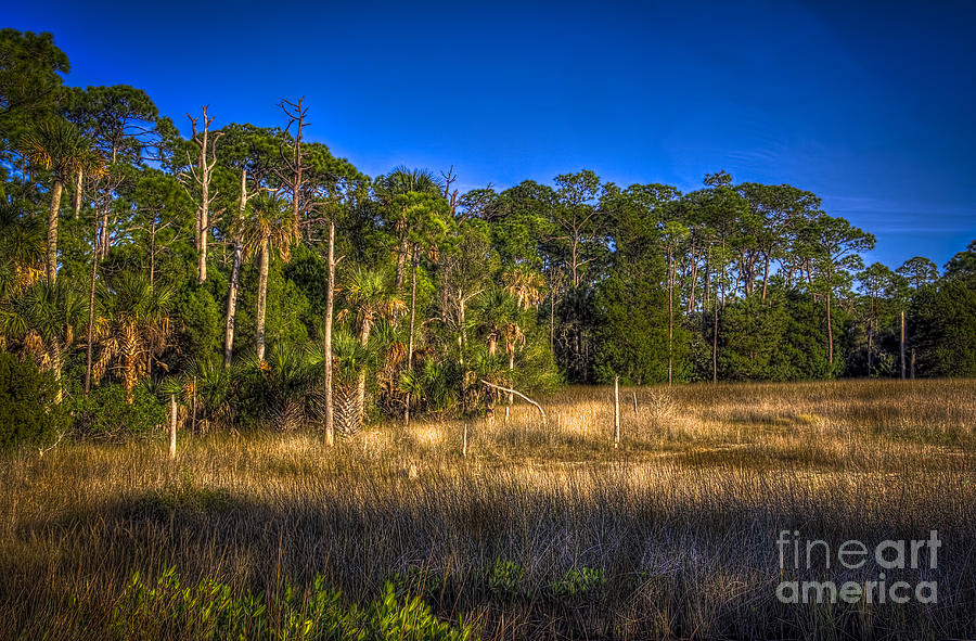 Woodland and Marsh Photograph by Marvin Spates