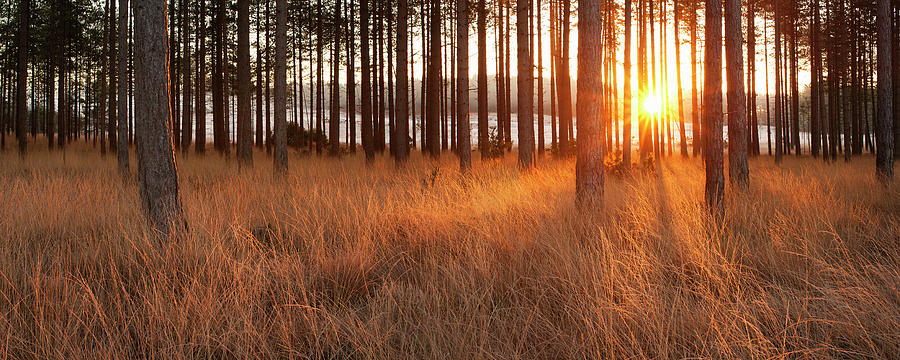 Woodland At Sunrise Photograph by Jeremy Walker