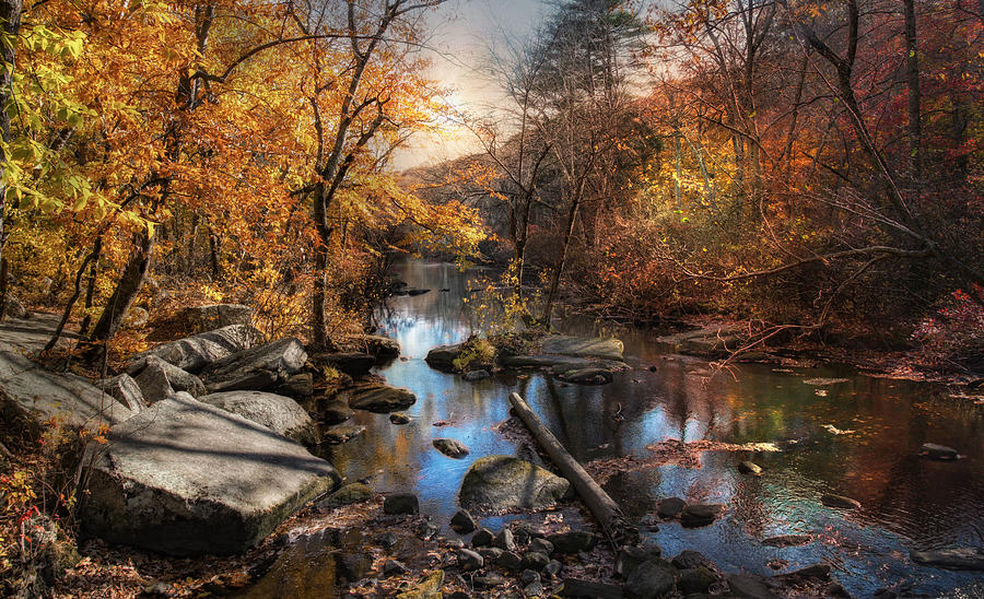 Tree Photograph - Woodland Autumn by Robin-Lee Vieira