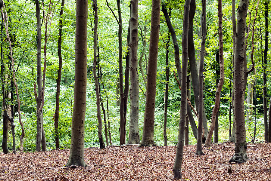 Woodland background Photograph by Antony McAulay - Fine Art America