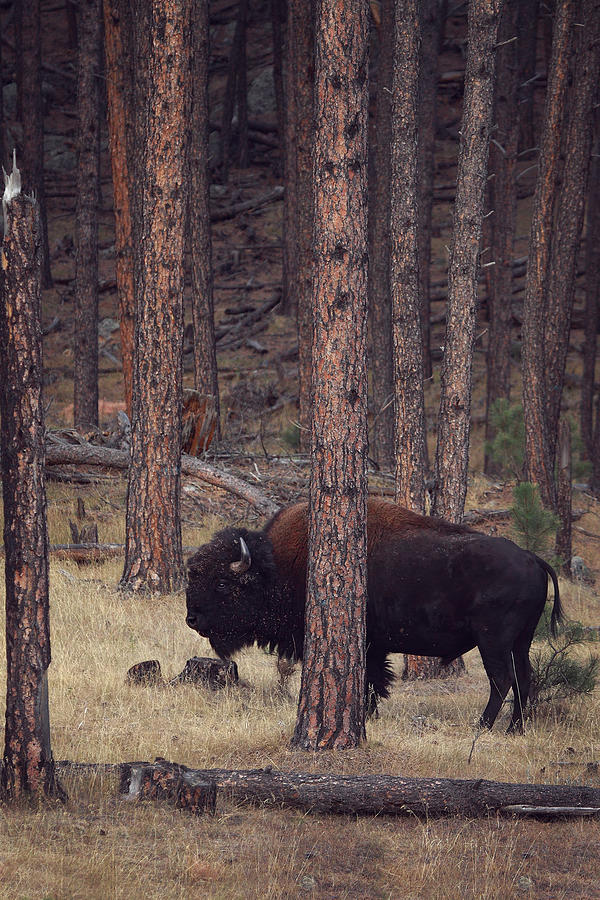 Bison Photograph - Woodland Bison by Deborah Johnson Bison Photograph - Woodland Bison by Deborah Johnson