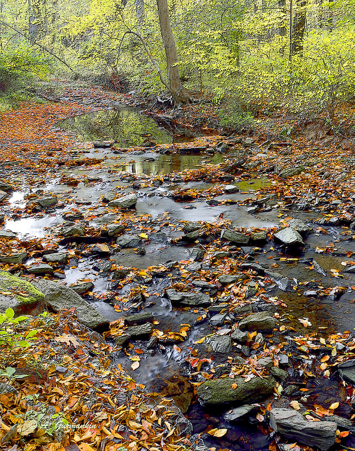 Woodland Brook in Fall Montgomery County Pennsylvania Digital Art by A Macarthur Gurmankin