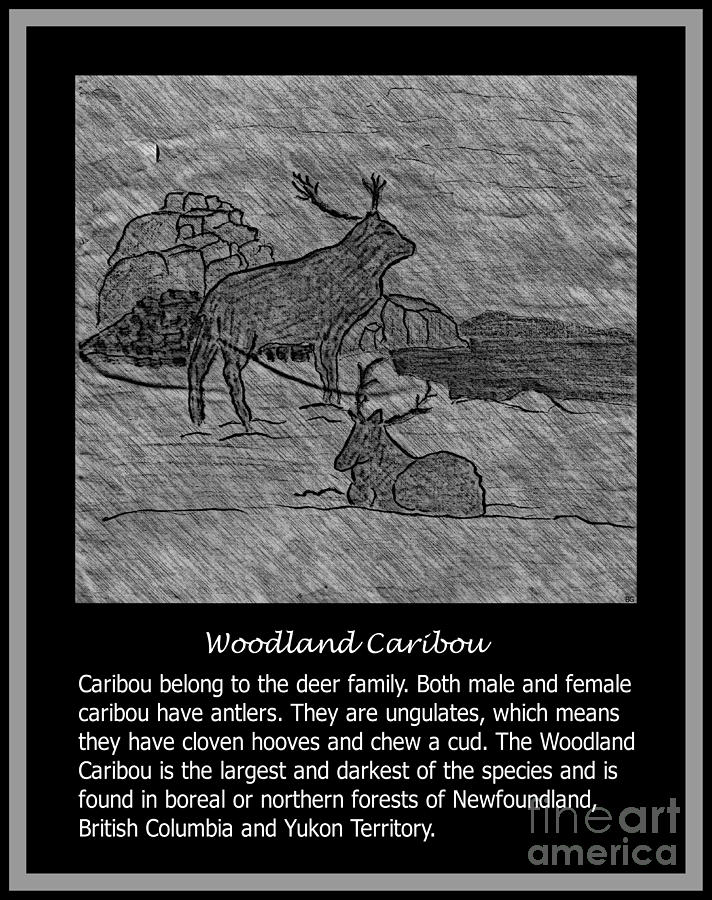 Woodland Caribou Vintage Sketch Photograph by Barbara A Griffin