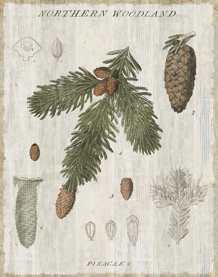 Botanical Painting - Woodland Chart V by Sue Schlabach