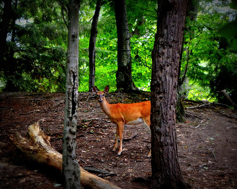 Woodland Deer Photograph by Michelle Calkins