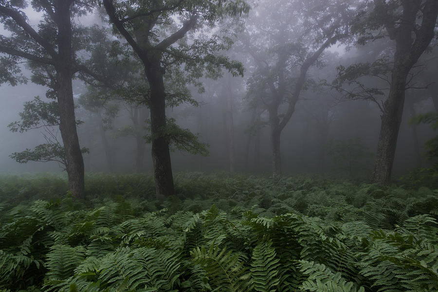 Woodland Ferns and Fog Photograph by Dennis Kowalewski