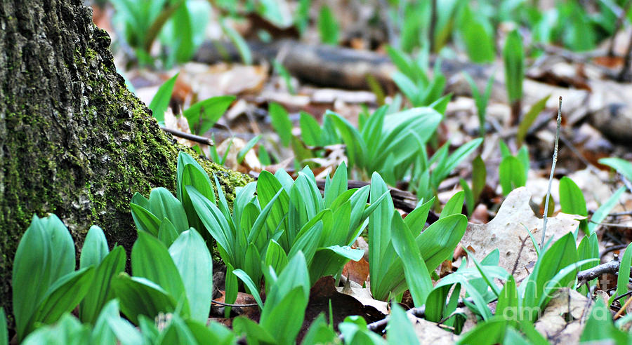 Woodland Floor in Early Spring Photograph by Lila Fisher-Wenzel