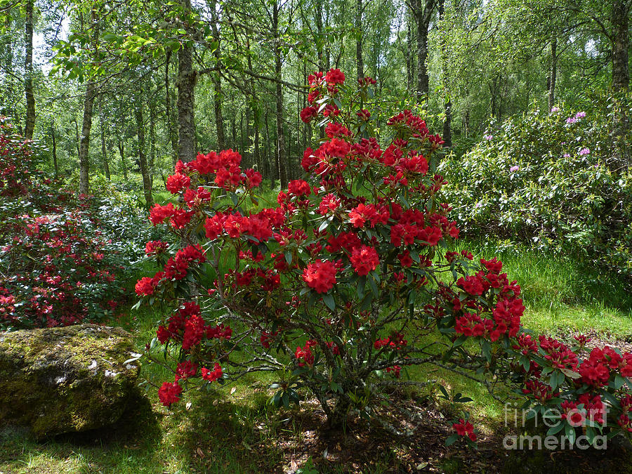 Red Azalea  Photograph by Phil Banks