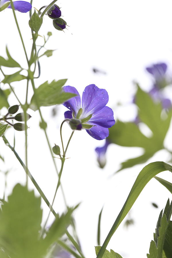 Flower Photograph - Woodland geranium flowers by Ulrich Kunst And Bettina Scheidulin