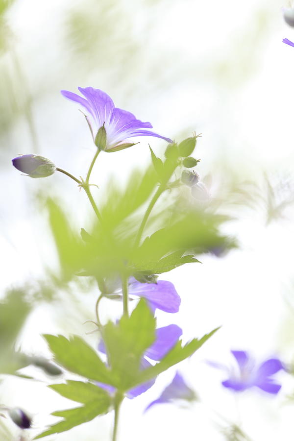Woodland geranium - selective focus Photograph by Ulrich Kunst And Bettina Scheidulin
