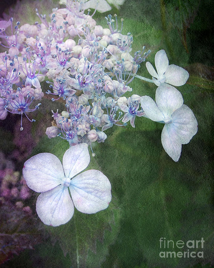 Lace Cap Hydrangea In Blue Photograph by Kathi Mirto