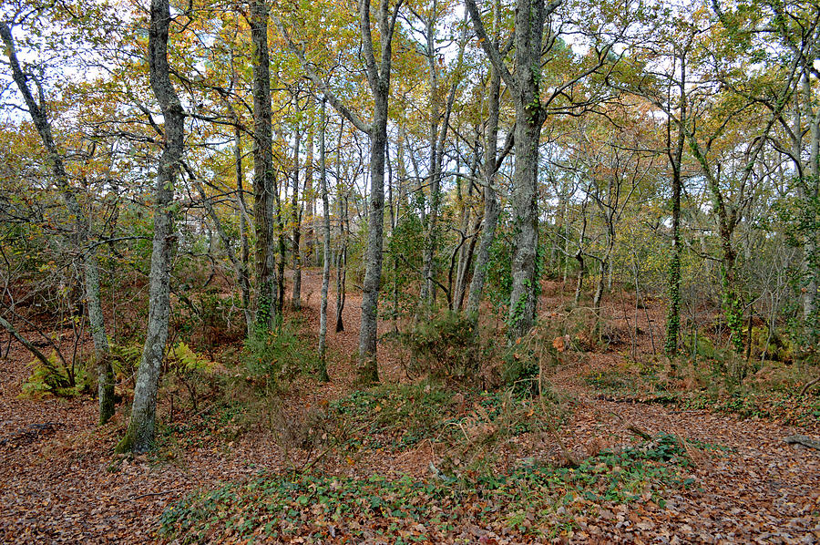 Tree Photograph - Woodland in Autumn by Bishopston Fine Art