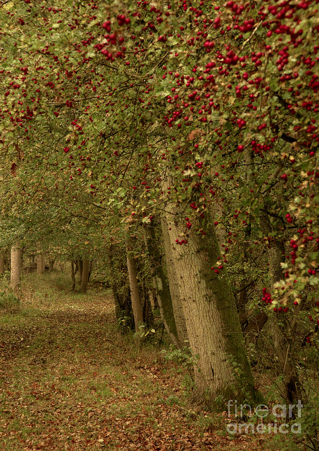 Woodland in Autumn Photograph by Martyn Arnold