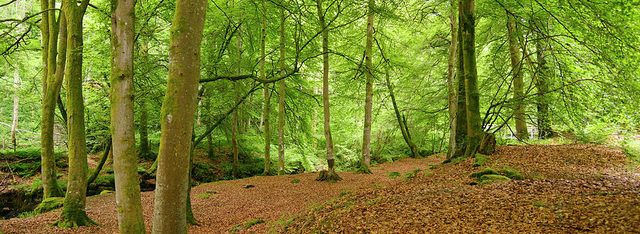 Woodland Interior Photograph by Kathy Collins