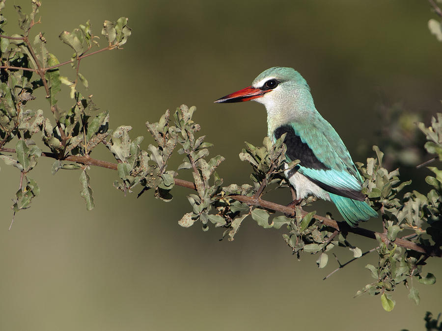 Woodland Kingfisher Kruger Np South Photograph by Alexander Koenders