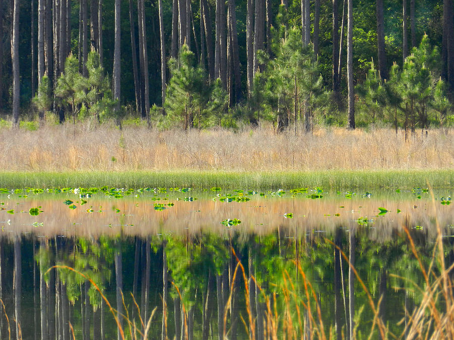 Woodland Lake Photograph