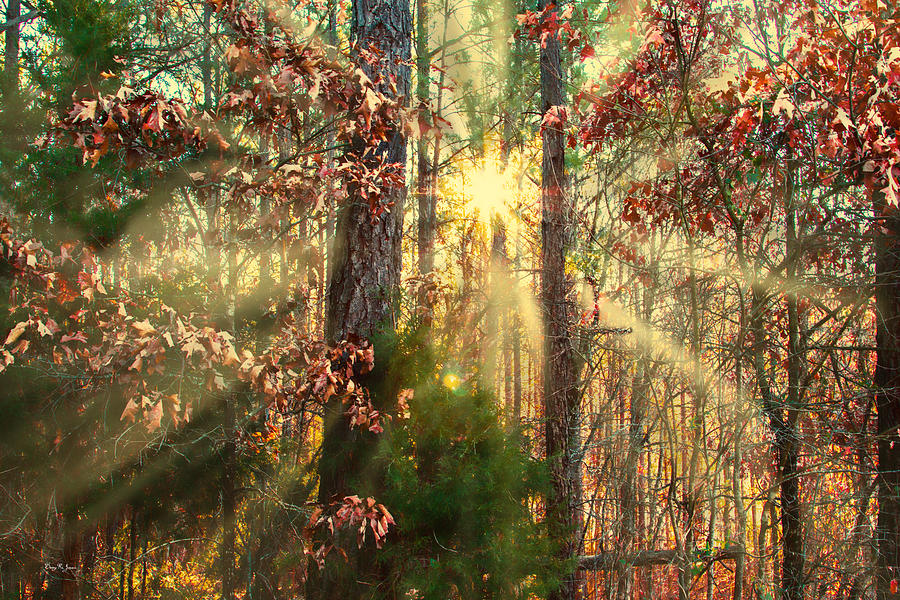 Landscape - Sunrise - Woodland Morning Photograph by Barry Jones