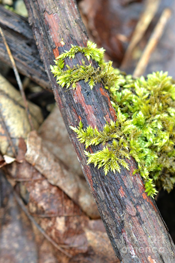 Woodland Moss Photograph by Lila Fisher-Wenzel