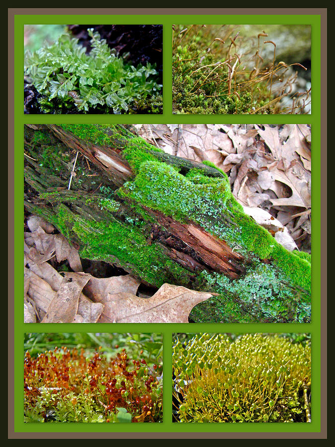 Woodland Mosses Photograph by Carol Senske