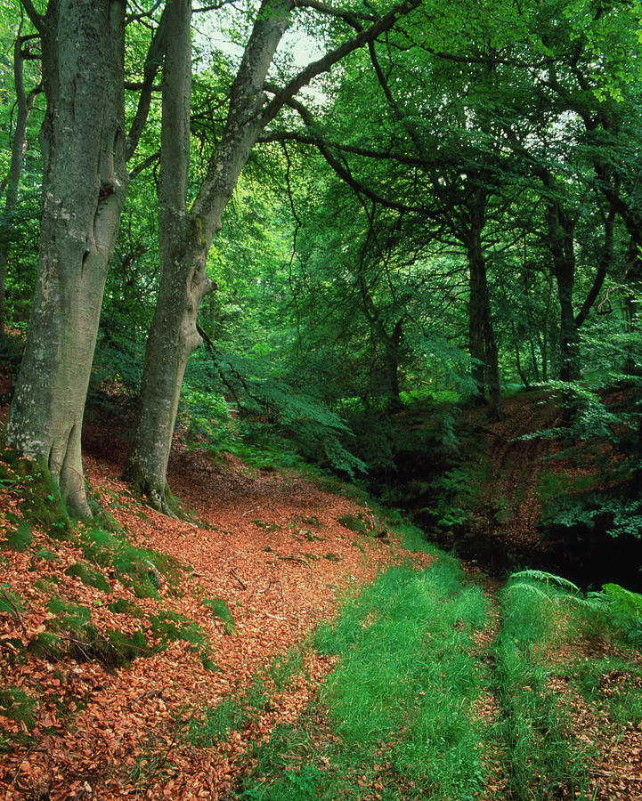 Woodland Of Common Beech In Summer Photograph by Simon Fraser/science Photo Library