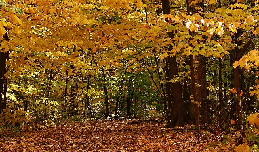 Woodland Path Photograph by Bruce Bley - Fine Art America