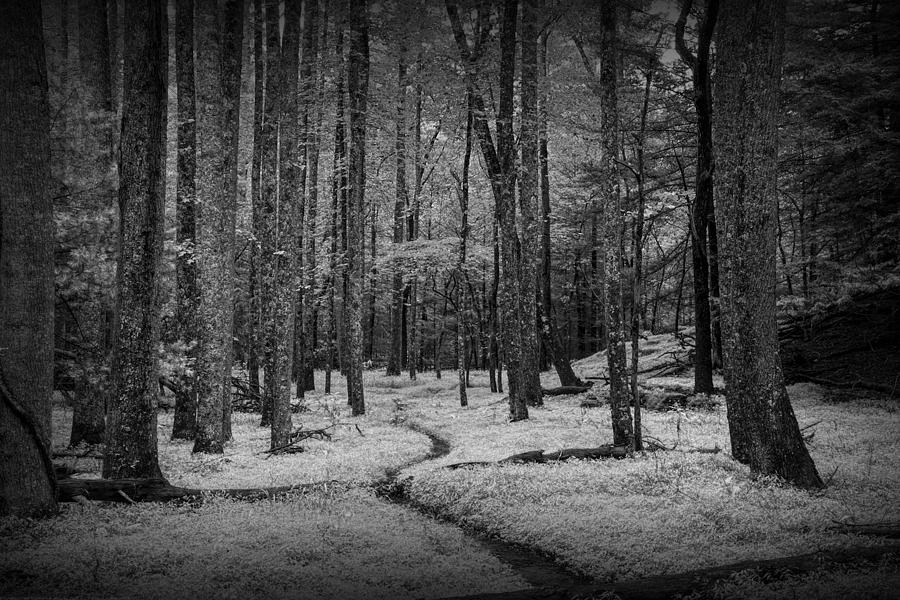 Woodland Path in Cades Cove in Black and White Photograph by Randall Nyhof