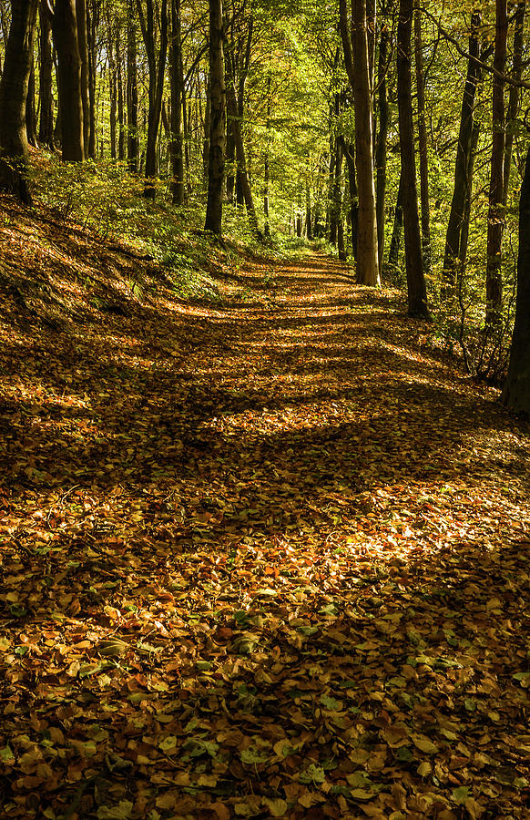 Woodland Path Photograph by Steve Fedun