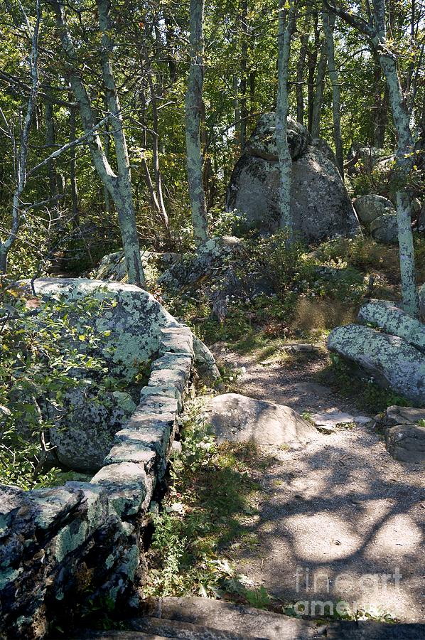 Woodland Path with Stone Wall Photograph by MM Anderson