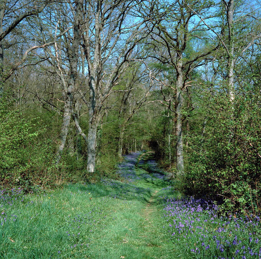 Woodland Paths. Photograph by Anthony Cooper/science Photo Library
